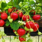 Jagode